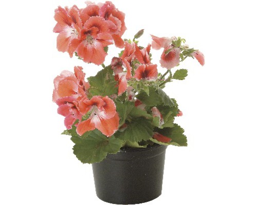 Pelargonie v černém květináči