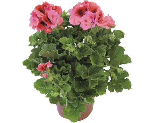 Muškát v květináči