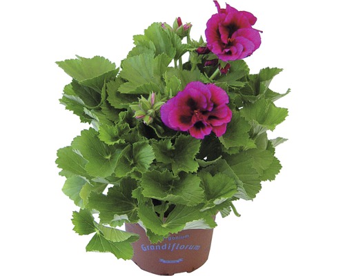 Pelargonie velkokvětá v květináči