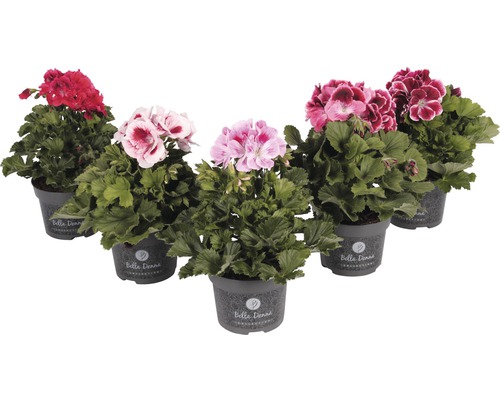 Pelargonie, anglický muškát Pelargonium grandiflora květináč Ø 12 cm