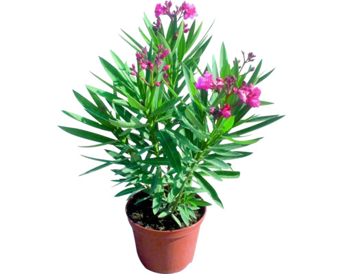 Oleandr v květináči s růžovými květy a zelenými listy