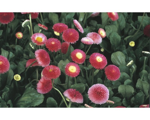 Sedmikráska chudobka Bellis perennis Ø 9 cm květináč Sedmikráska chudobka Bellis perennis Ø 9 cm květináč