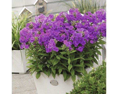 Plamenka latnatá vysoká FloraSelf Phlox paniculata 20-60 cm květináč 3 l fialová Plamének v květináči