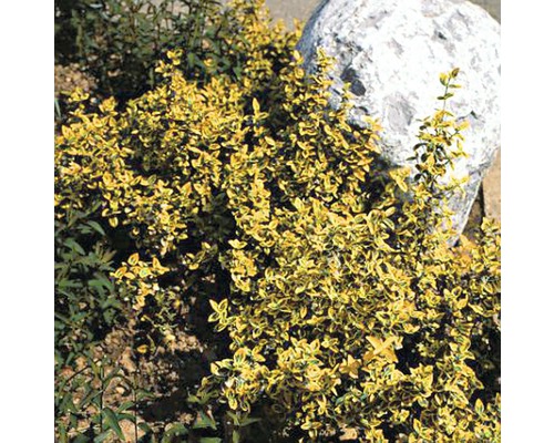 Žlutý tymián plazivý vedle kamene na zahradě.