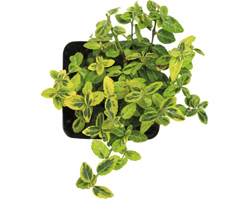 Brslen v květináči se žlutozelenými listy