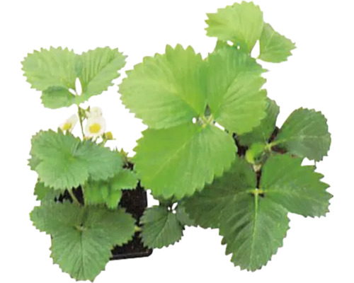 Sazenice jahod s zelenými listy a malými květy