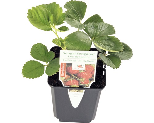 Jahodník jednouplodící FloraSelf Fragaria x ananassa 'Senga® Sengana' květináč Ø 9 cm