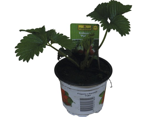 Jahodník jednouplodící FloraSelf Fragaria x ananassa 'Polka' květináč Ø 9 cm Sazenice jahodníku v květináči, odrůda ''Polka''