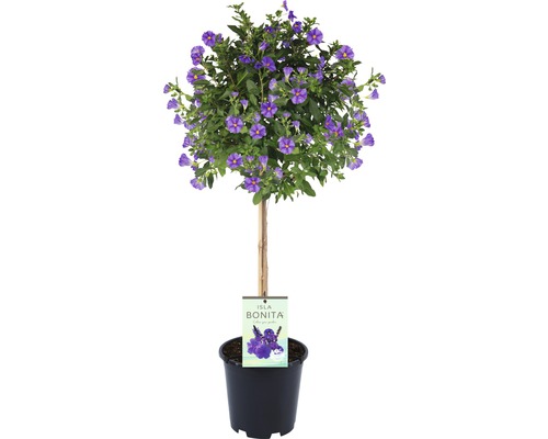 Hořcový stromek, lilek modrý na kmínku FloraSelf Solanum rantonettii květináč Ø 19 cm