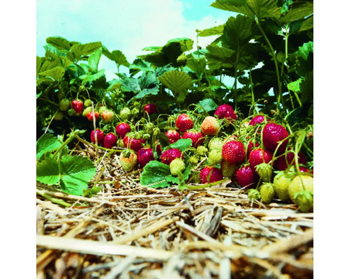 Jahodník se zralými a nezralými plody na zahradním záhoně