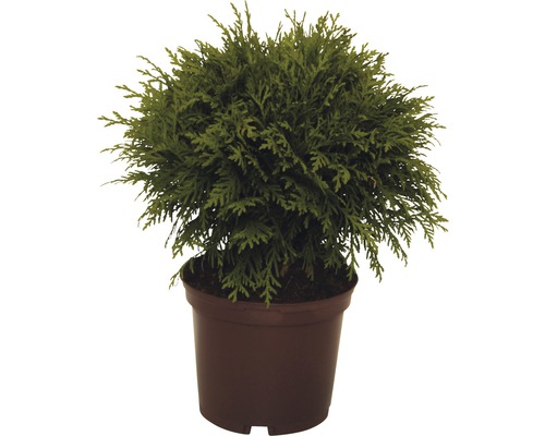 Túje, zerav západní kulovitý FloraSelf Thuja occidentalis 'Danica' výška 15-20 cm květináč 2 l