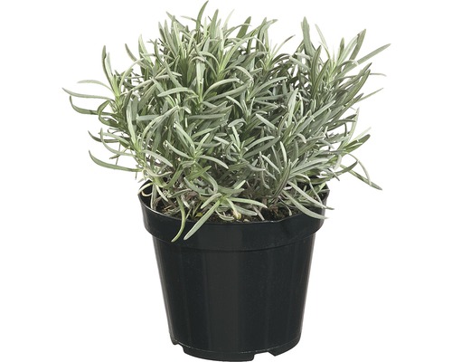 Levandule FloraSelf Lavandula angustifolia 10-20 cm květináč 1,2 l Levandule FloraSelf Lavandula angustifolia 10-20 cm květináč 1,2 l