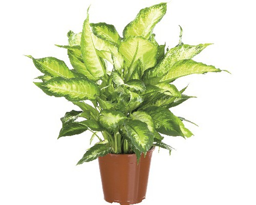 Difenbachie FloraSelf Dieffenbachia maculata 'Camilla' 50-60 cm květináč Ø 17 cm Pokojová rostlina Dieffenbachie v květináči
