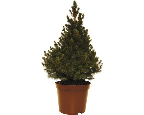 Smrk sivý FloraSelf Picea glauca 'Conica' výška 40-50 cm mini vánoční stromek vhodný k výsadbě