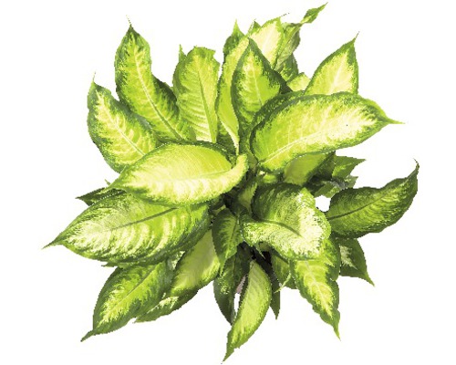 Pokojová rostlina Dieffenbachia se zelenými listy