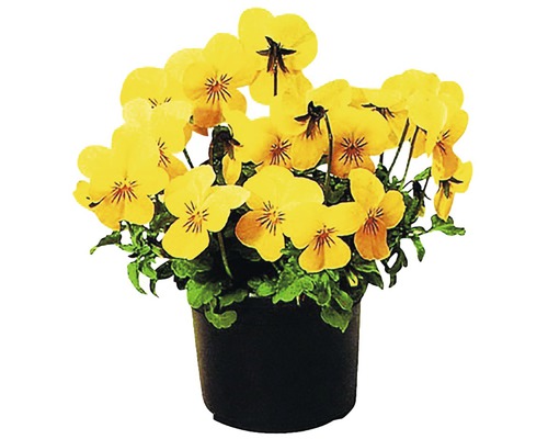 Žluté macešky v květináči