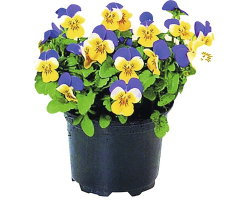 Květináč s modrými a žlutými maceškami