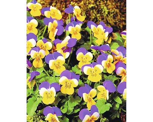 Detailní záběr žluto-fialových macešek na zahradě