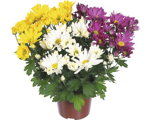 Chryzantéma drobnokvětá Chrysanthemum květináč Ø 12 cm 1 ks, různé barvy