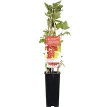Rybíz červený FloraSelf Ribes rubrum 'Jonkheer van Tets' 40-60 cm květináč 3 l-thumb-1