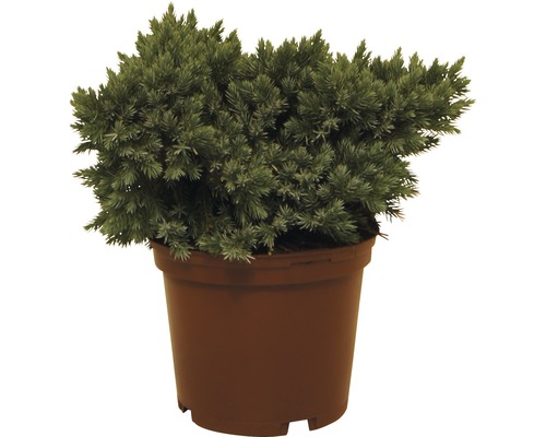 Jalovec šupinatý FloraSelf Juniperus squamata 'Blue Star' 20-25 cm květináč 3 l Jalovcová rostlina v květináči