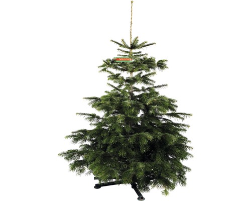 Řezaný vánoční strom jedle dánská Nordmann Gold 130 - 170 cm