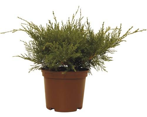 Jalovcová rostlina v květináči