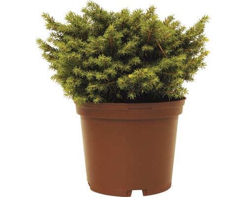 Smrk ztepilý FloraSelf Picea abies 'Little Gem' výška 15-20 cm květináč 2 l Zakrslý jalovec v květináči