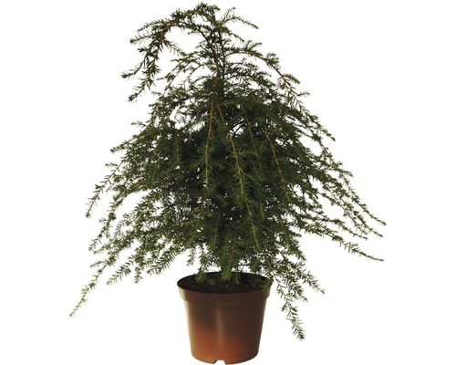 Jedlovec kanadský FloraSelf Tsuga canadensis výška 40-60 cm květináč 5 l