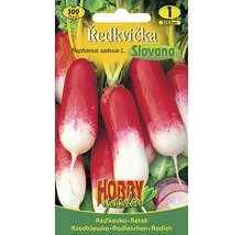 Balení semen ředkvičky