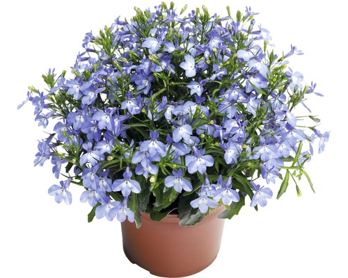 Lobelka převislá FloraSelf Lobelia richardii květináč Ø 10,5 cm