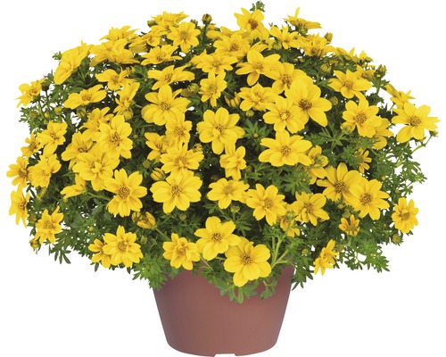 Dvouzubec zlatý FloraSelf Bidens aurea květináč Ø 10,5 cm