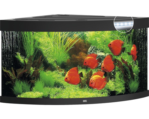 Rohové akvárium s rybami a rostlinami