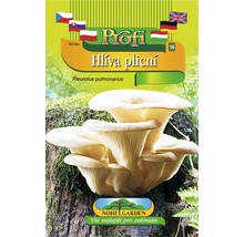 Sada pro pěstování hlívy ústřičné doma