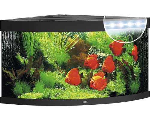 Rohové akvárium s rostlinami a rybami