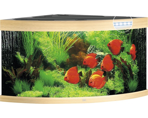 Rohové akvárium s rostlinami a rybami