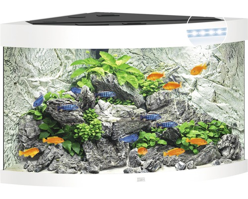 Rohové akvárium s rybami, rostlinami a kameny jako dekorace