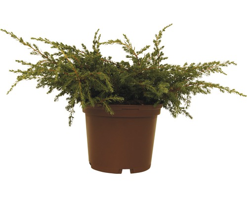 Jalovec obecný FloraSelf Juniperus communis 'Repanda' 20-30 cm květináč 2 l