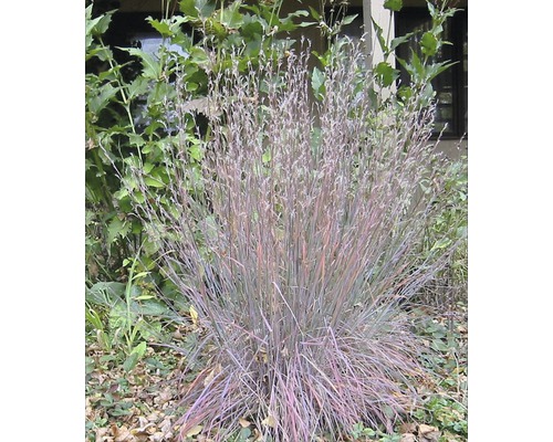 Tráva vousatá modrošedá FloraSelf Schizachyrium (Andropogon) scoparium 'Blue Heaven' výška 20-30 cm květináč 3 l