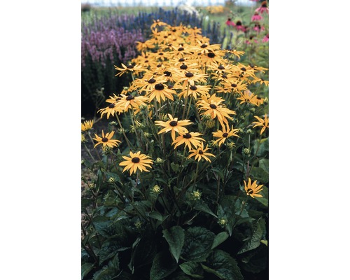 Třapatka FloraSelf Rudbeckia fulgida 'Goldsturm' květináč 3 l