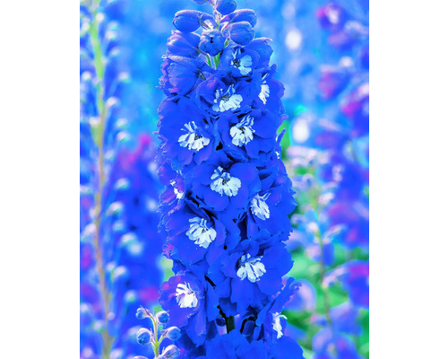 Ostrůžka s modrými květy