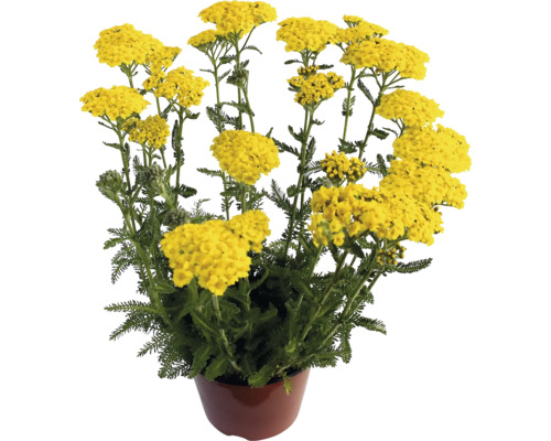 Řebříček obecný FloraSelf Achillea millefolium květináč 3 l