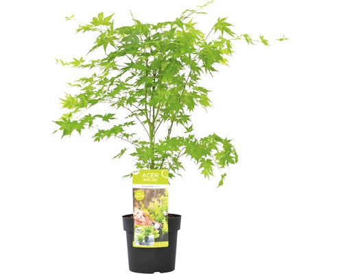 Javor dlanitolistý FloraSelf Acer Palmatum 'Going Green' květináč Ø 19 cm