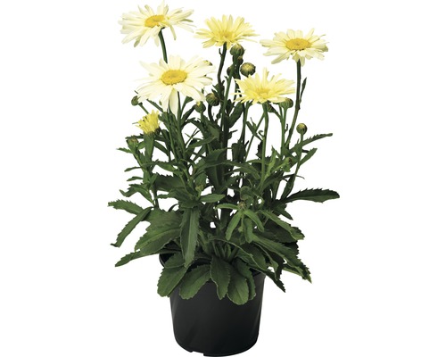 Keř kopretiny se žlutými květy v černém květináči