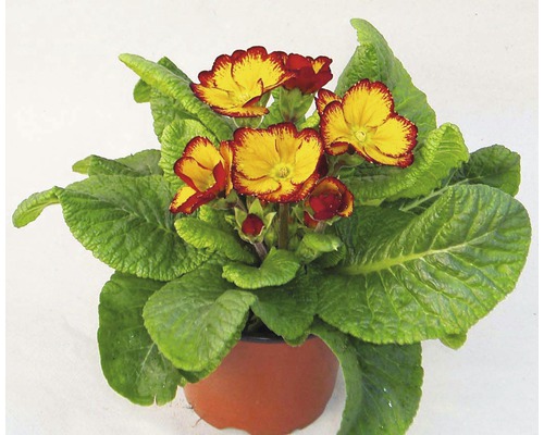 Prvosenkovité v květináči se žlutočervenými květy a zelenými listy.