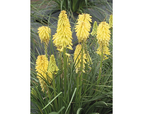 Rostlina Kniphofia s žlutými květenstvími na zahradě