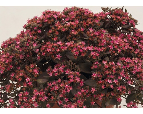 Rozchodník nachový s růžovými květy