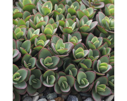 Hustá rozchodnice s okrouhlými listy