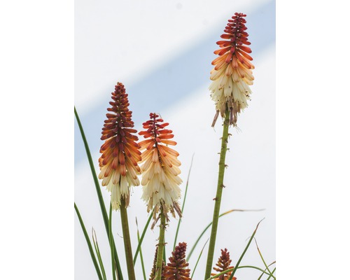 Zářivky v zahradě