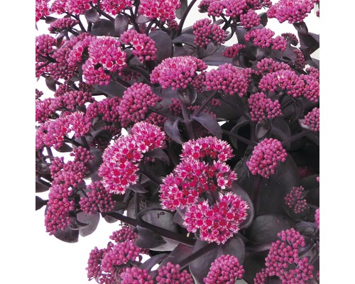 Rozchodník s růžovými květy